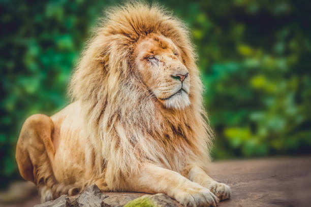 istock Proud lion portrait 643484116