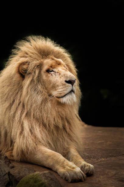 istock Proud lion portrait 643485088