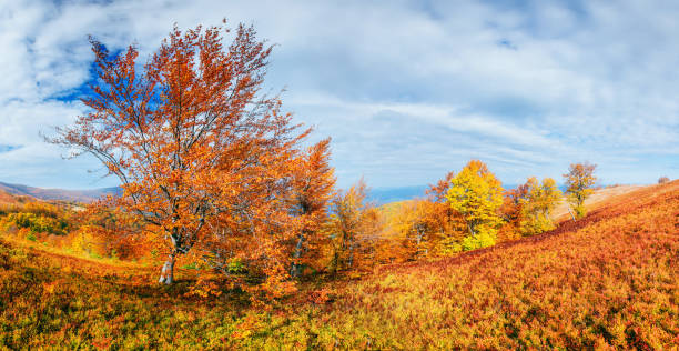 istock birch forest in sunny afternoon while autumn season 643485174