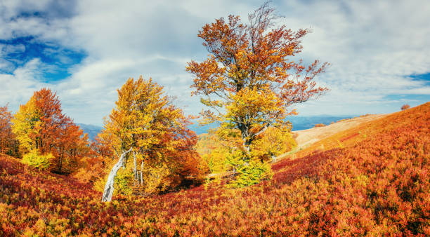 istock birch forest in sunny afternoon while autumn season 643485222