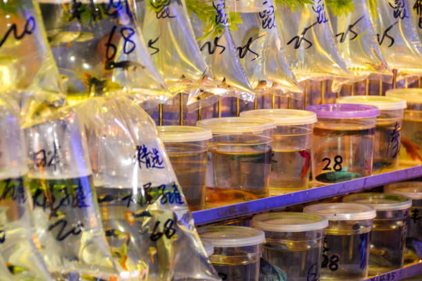 istock Pet fish market in Hong Kong 643485232