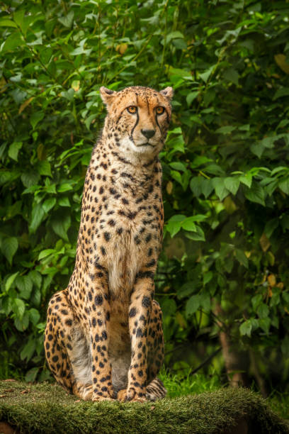 Proud Cheetah posing stock photo