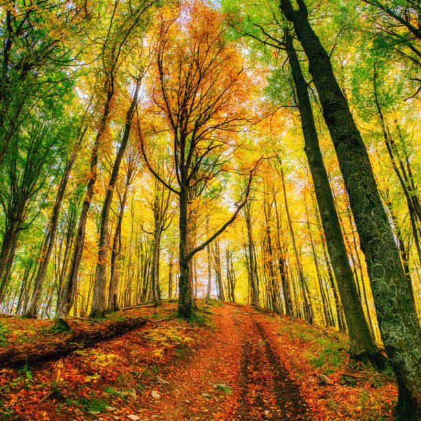 istock Forest Road in the autumn.  Landscape. 643485310