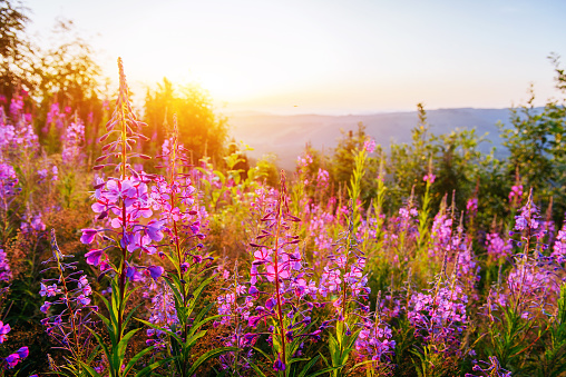 Wildflowers at sunset. Dramatic wintry scene. Carpathian. Ukraine Europe