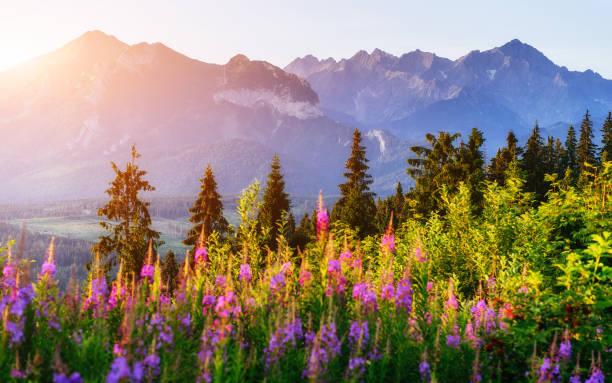 istock Wildflowers at sunset. Dramatic wintry scene. Carpathian. Ukraine. Europe 643488140