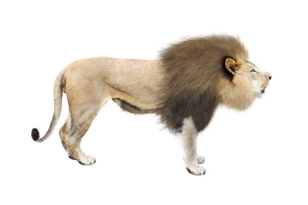 istock African Lion Profile Isolated on White 643492278