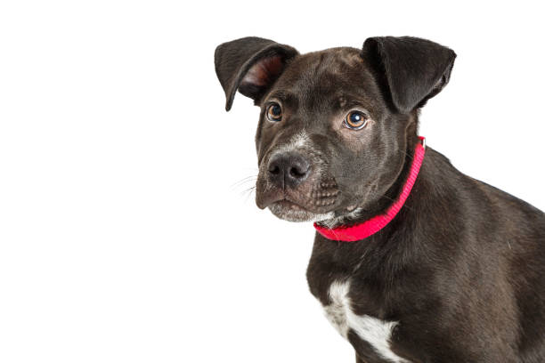 istock Young Black Labrador Puppy CLoseup- Copy Space 643492288