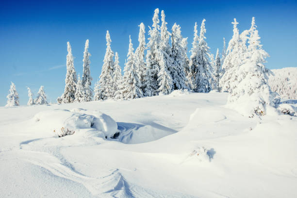 istock winter landscape trees snowbound 643492424