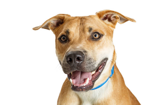 istock Close-up Happy Smiling Brown Dog 643492456