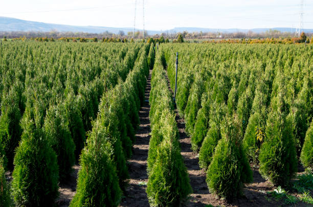 Arborvitae. Goldstrike Cedar. Nursery for many green Thuja in nature.