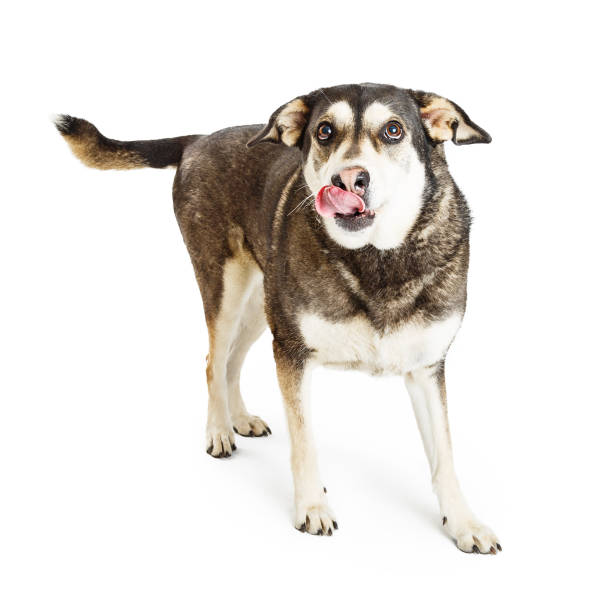 istock Hungry Shepherd Crossbreed Dog Tongue Out 643495366