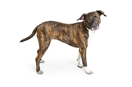 Profile of Boxer mixed breed dog with brindle coat standing over white background