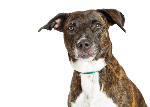 istock Portrait Beautiful Large Crossbreed Dog 643495480