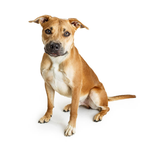 istock Big Brown Crossbreed Dog Sitting Over White 643495524