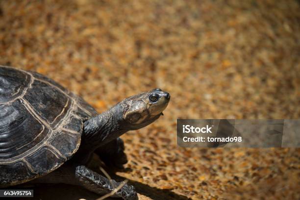 Yellowspotted Amazon Turtle Stock Photo - Download Image Now - Giant South American River Turtle, Animal, Animal Shell