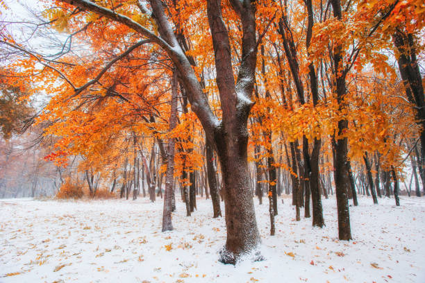 floresta de montanha de outubro de faia com primeiro inverno neve - girdwood - fotografias e filmes do acervo