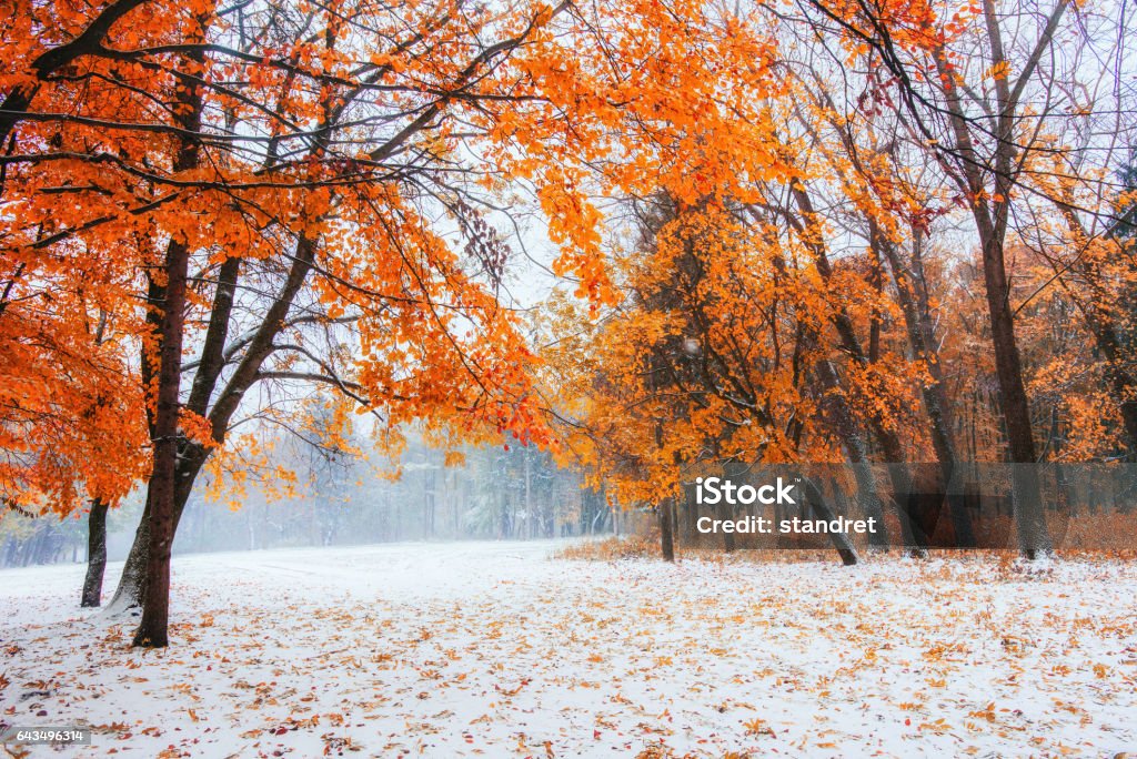 October mountain beech forest with first winter snow October mountain beech forest with first winter snow. Above Stock Photo