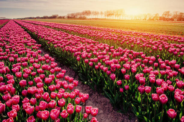 istock rows of pink tulips in Holland. 643496416