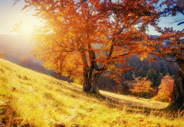 istock birch forest in sunny afternoon while autumn season 643498844