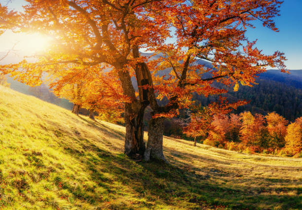 istock birch forest in sunny afternoon while autumn season 643498958