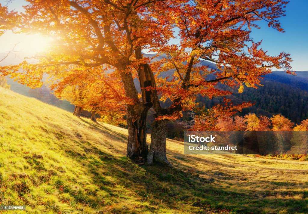 birch forest in sunny afternoon while autumn season birch forest in sunny afternoon while autumn season. Autumn Stock Photo