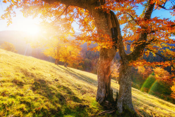 istock Forest Road in the autumn.  Landscape. 643499944