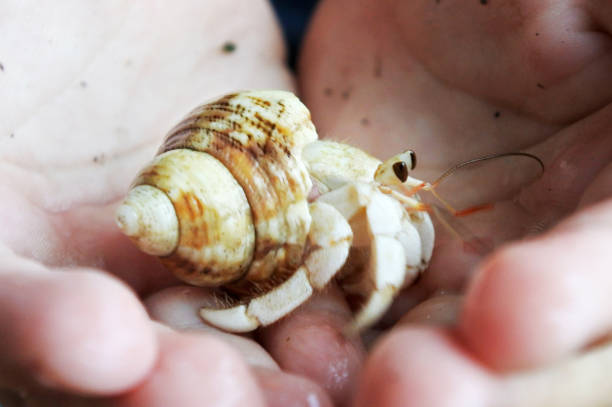 Close up of Hermit crab in Fijian child hands.