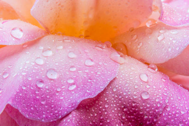 Macro water drops on the petals of a rose. stock photo