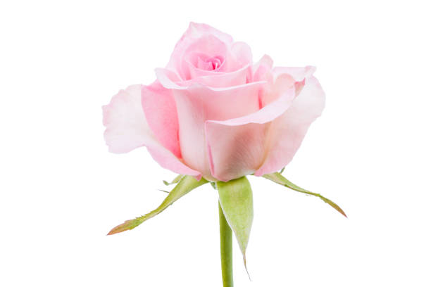 istock pink rose isolated on white background 643515998
