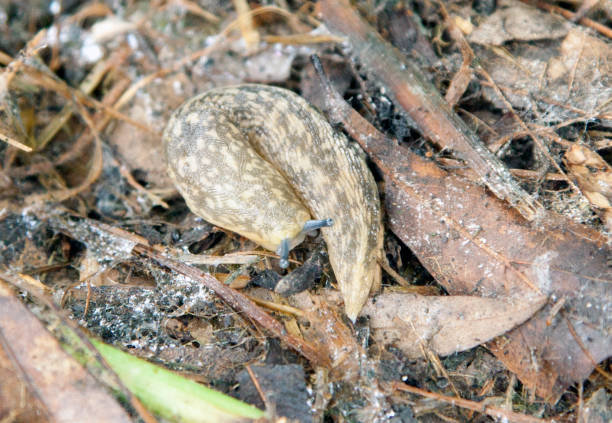 istock Yellow Garden Slug 643516032