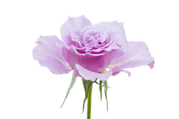 istock purple rose isolated on white background 643516166