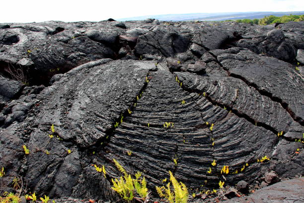istock New life on black lava 643522196