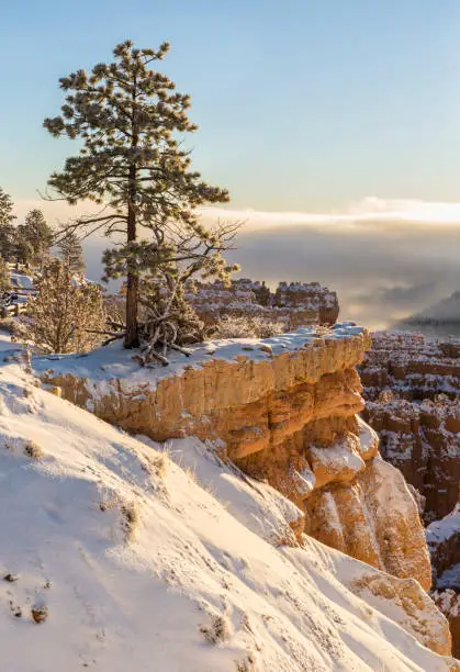 A lone pine tree on the snowy rim of Bryce Canyon National Park, Utah