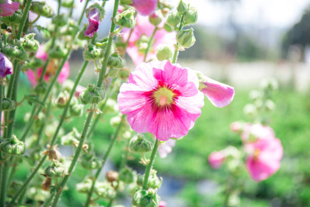 istock Beautiful pink flowers background nature. 643522312