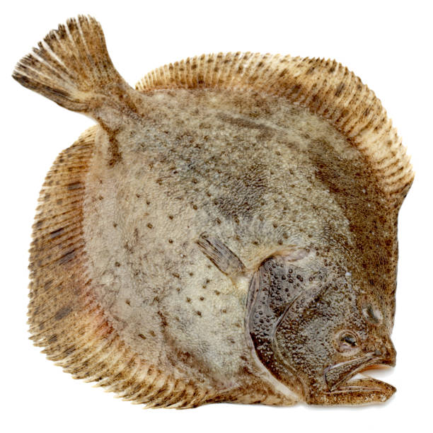 istock Freshly Caught Turbot Fish (Psetta maxima) on white background 643525194