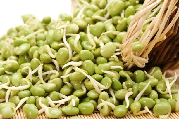 Beansprouts  isolated on white background