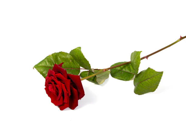istock Red rose flower head  . Petals Borderisolated on white background cutout 643525774