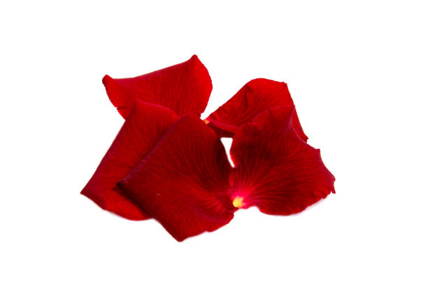 istock Red rose flower head  . Petals Borderisolated on white background cutout 643525864