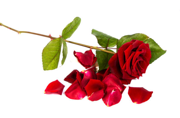 istock Red rose flower head  . Petals Borderisolated on white background cutout 643526270