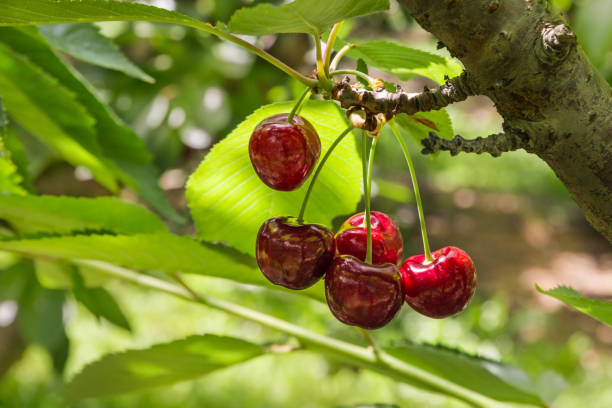 istock ripe red cherries and leaves 643526296