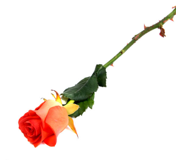istock Red rose flower head  . Petals Borderisolated on white background cutout 643526518