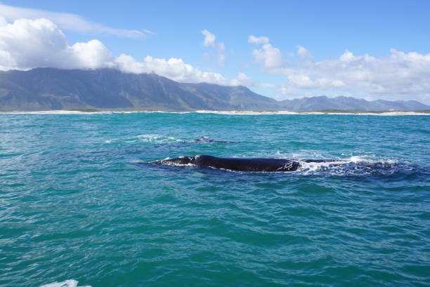 istock Whale in the ocean with mountain background in Cape town 643529638