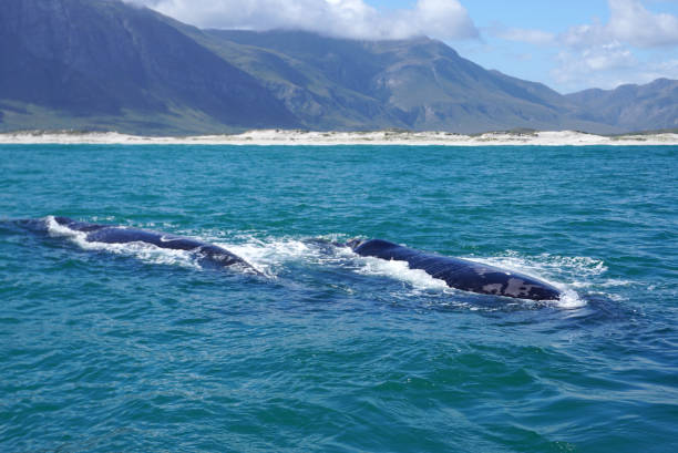istock Whale in the ocean with mountain background in Cape town 643529644