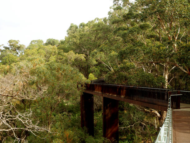 istock Wooden boardwalk in Kings Park, Perth 643538068