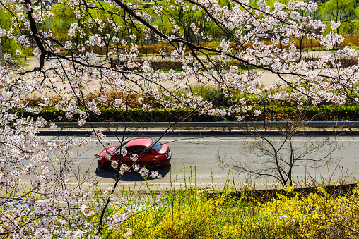 Cherry blossoms and forsythia blossoms