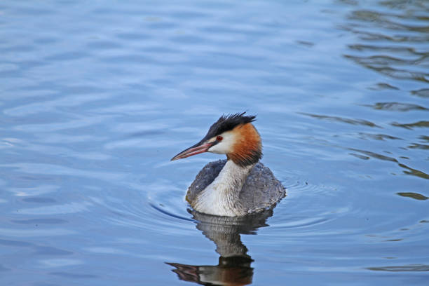 Great crested grebe horned grebe podiceps cristatus svasso cornuto close up in Colfiorito in Italy adult horned grebe in spring very close up showing crest and red eye in Umbria Italy great crested grebe stock pictures, royalty-free photos & images