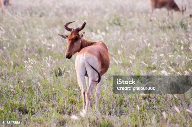 Hirola In The Savanna Stock Photo - Download Image Now - Antelope, Kenya, Africa