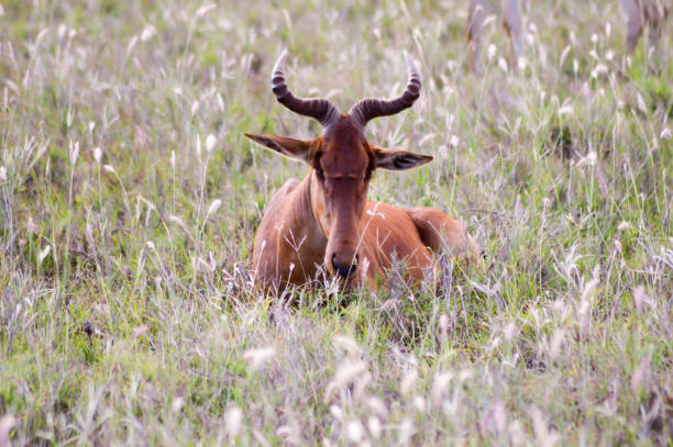 Hirola in the savanna of Tsavo West Park in Kenya
