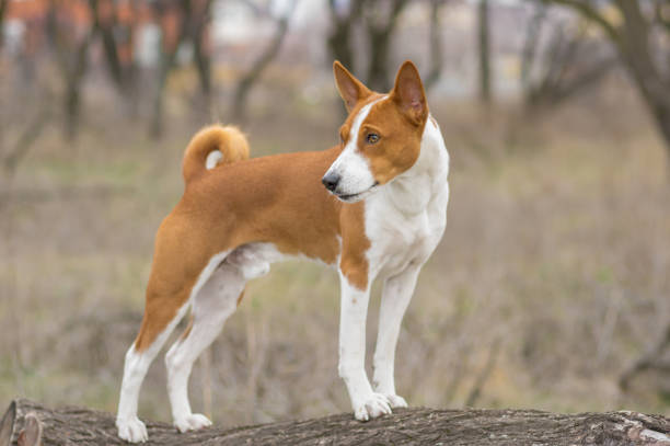 istock Brave Basenji dog standing on a tree branch 643548234