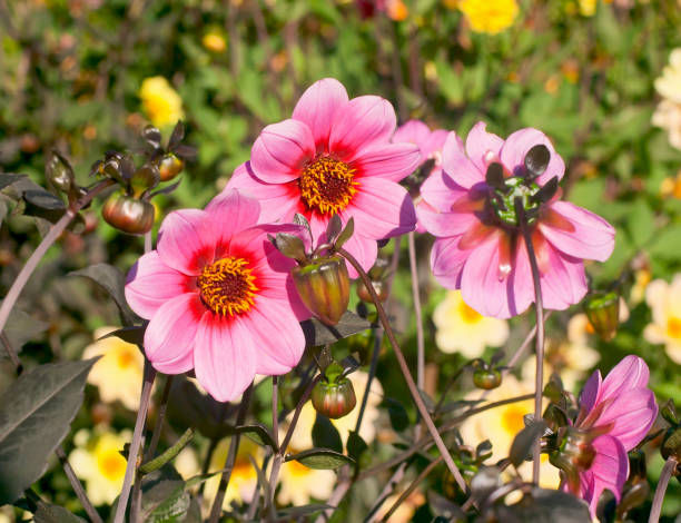 beautiful pink dahlias stock photo